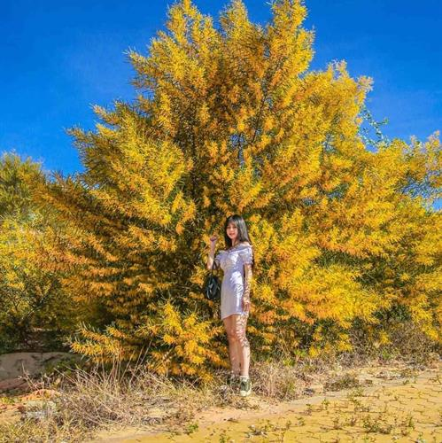 Heart-wrenchingly beautiful, the season of acacia leaves blooms brightly yellow in a corner of Phan Thiet